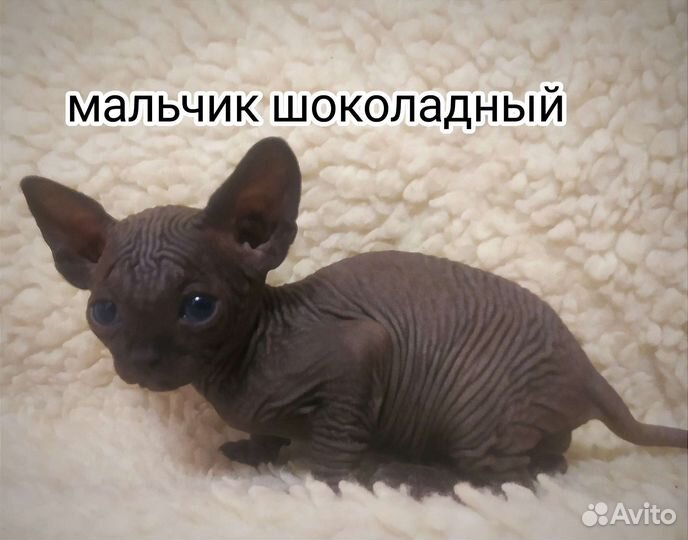 Канадский сфинкс котенок