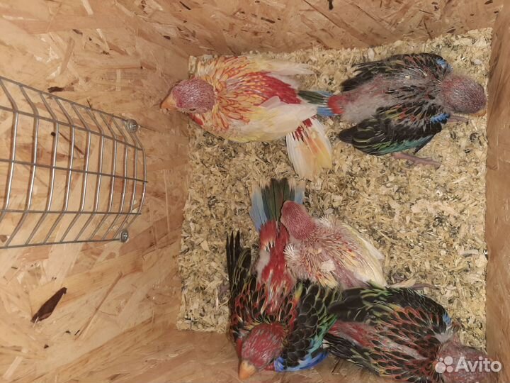 Попугаи продажа. Волнистики, розеллы, неразлучники