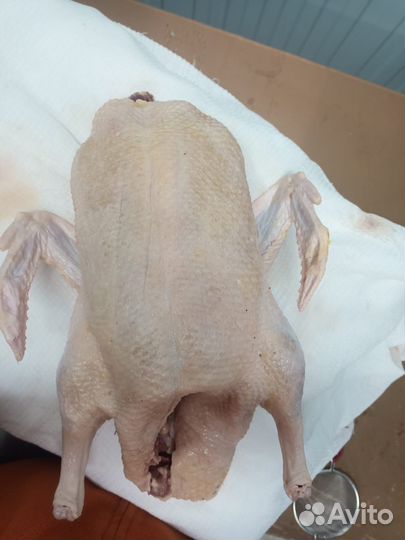 Утки мулард