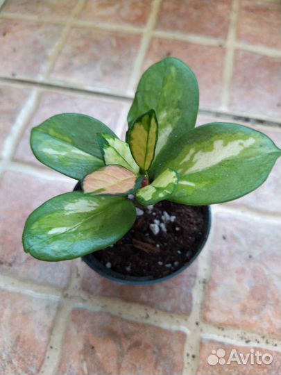 Хойя Аустралис Триколор Лиза