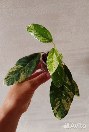 Сортовые фикусы