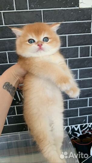 Котики британская золотая шиншилла