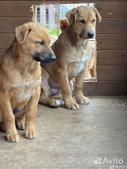 Щенок мальчик