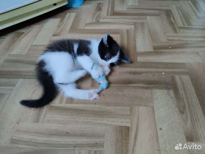 Котенок в дар бесплатно