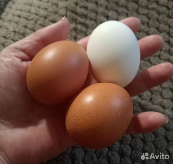 Домашние куриные яйца