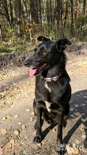 Пёс Чарли в добрые руки