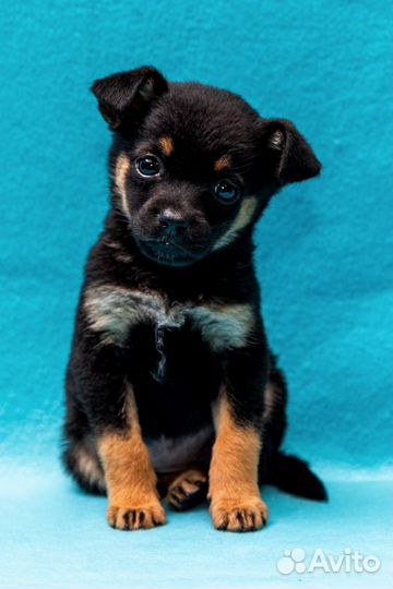 Трогательная малышка Леся ищет дом