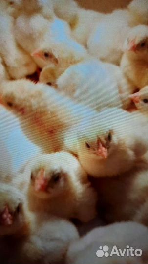 Цыплята бройлеры кобб 500