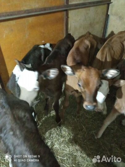 Телята мясной породы