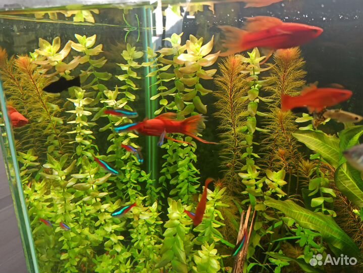 Аквариумные растения в наличии