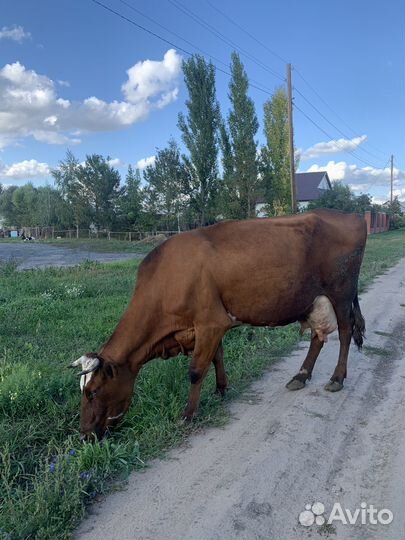 Корова молочная