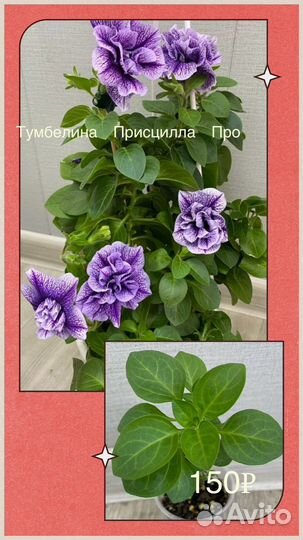 Комнатные цветы