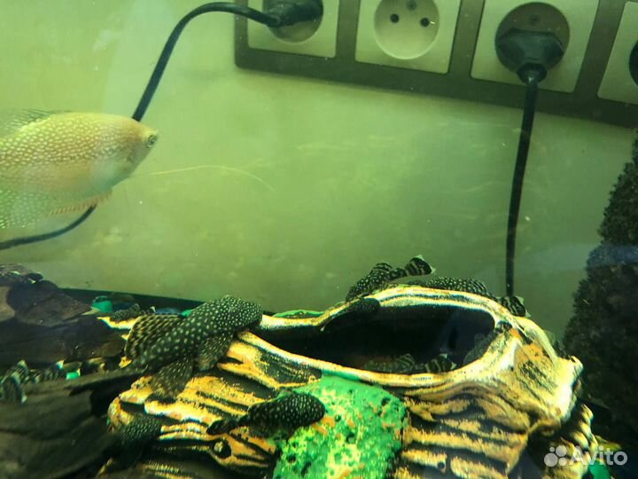 Сомики анциструсы