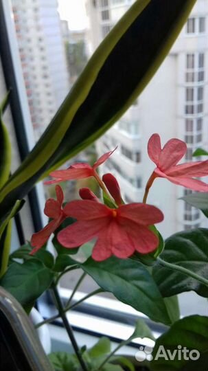 Гиппеаструм,дримиопсис,кроссандра, барлерия