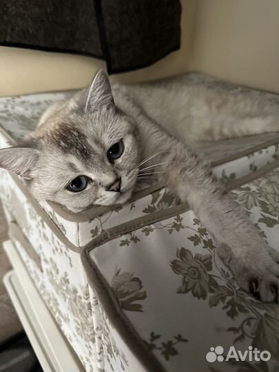 Вязка шиншилла