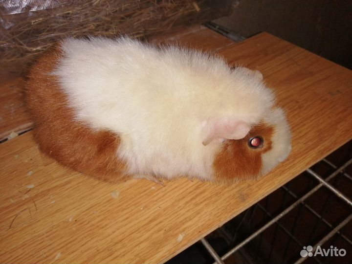 Морские свинки