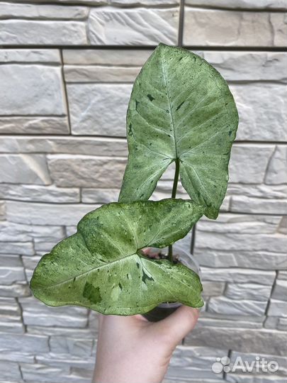 Сингониум freckles