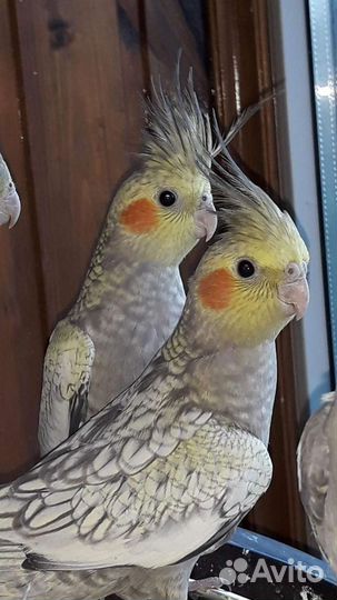Малыши попугая карелла, большой выбор