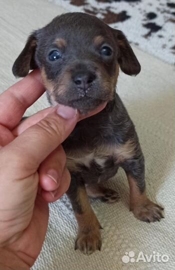 Той-терьер щенки