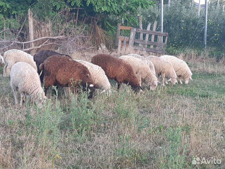 Матки бараны ярки