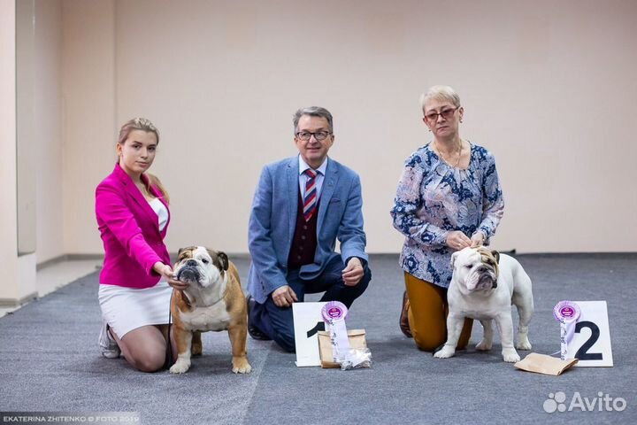 Английский бульдог (Вязка)