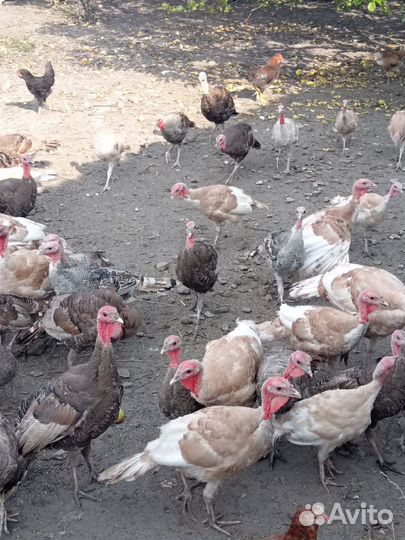 Индюки Индюшки