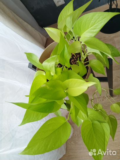 Сциндапсус неон