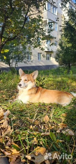 Корги для фотосессий и прогулок