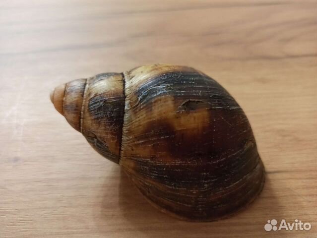 Морская раковина