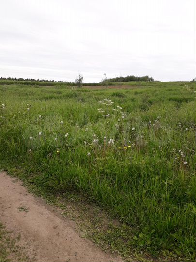 Участок 14,5 сот. (ИЖС)