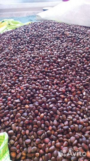 Кедровый орех