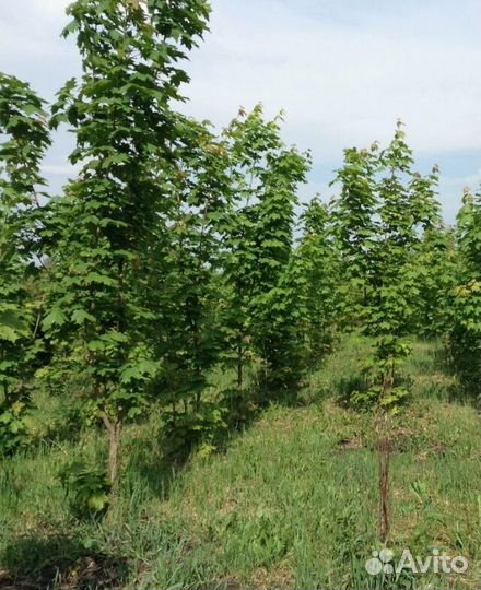 Клен саженцы, крупномеры