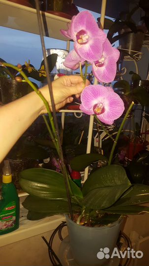 Орхидея 2 цветоноса