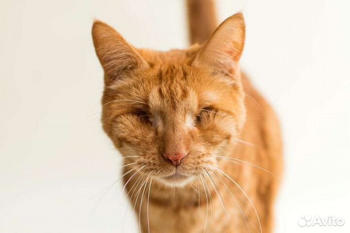 Инвалиды, котята и котики из приюта ищут семью