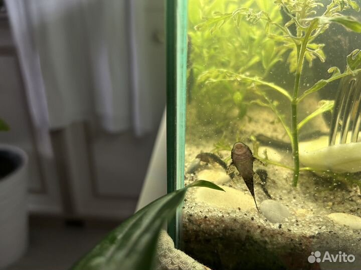 Рыбки меченосцы/сомики анциструсы