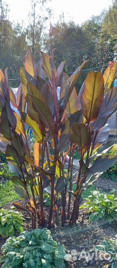 Саженцы Канны