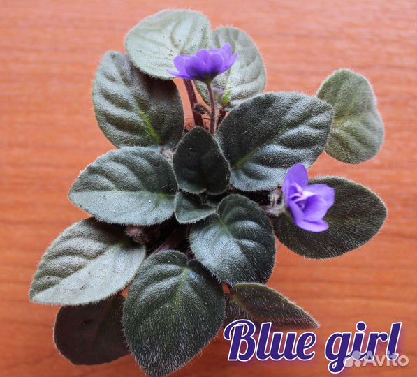 Сортовые фиалки