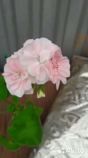 Пеларгонии