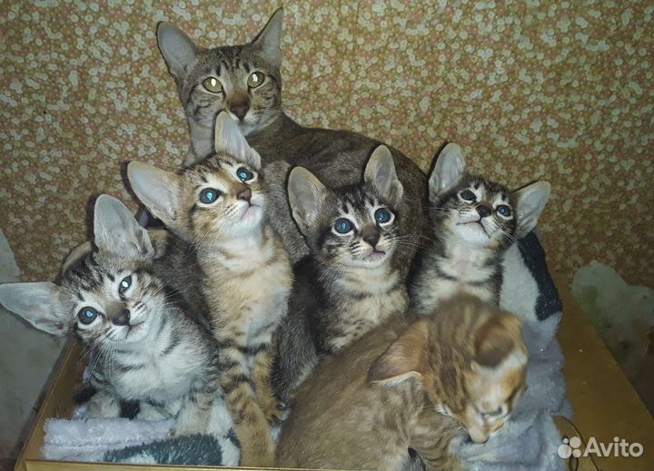 Отдаю Ориентальных котят