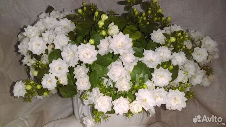 Кампанула махровая