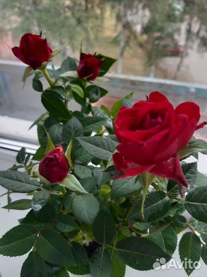 Комнатные растения