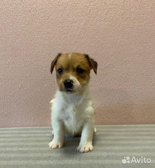 Щенки Джек рассел терьера