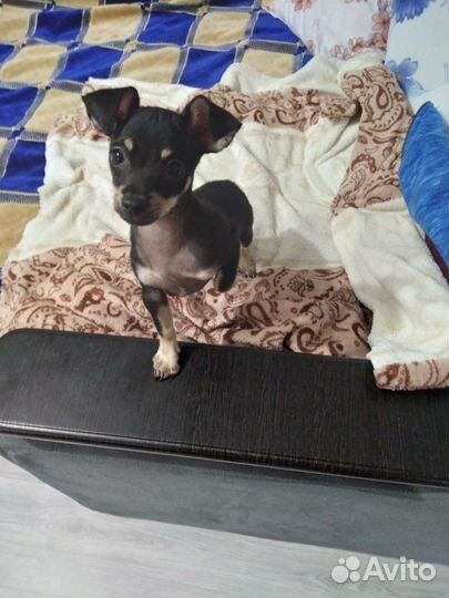 Мальчик породы той- терьер