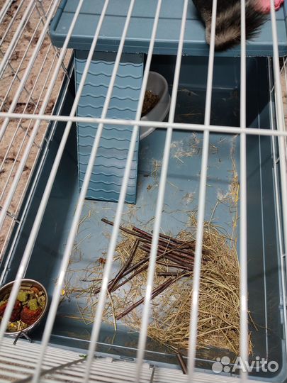 Домашние животные грызуны