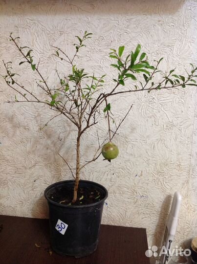 Гранат домашний съедобный с плодами и бутонами, др