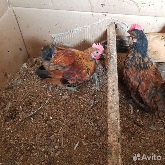 Петухи бентамки