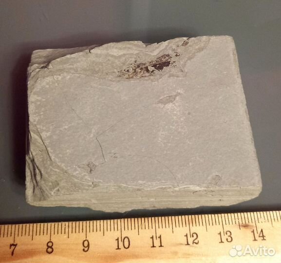 Окаменелость рыбы