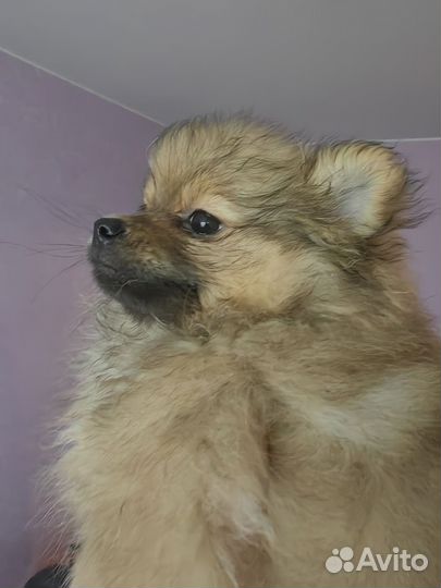 Щенки шпица
