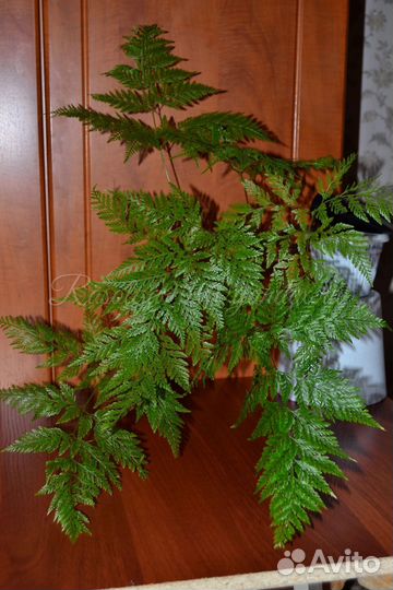 Даваллия sp. fejeensis