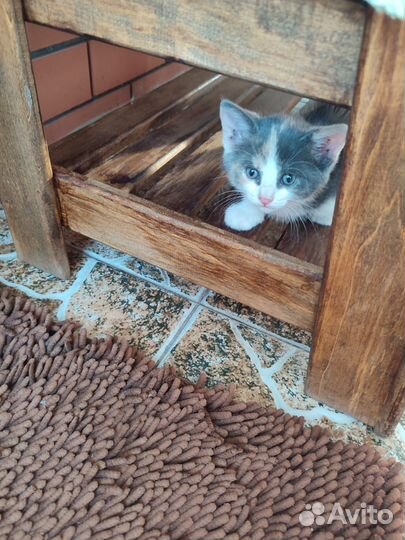 Котята в добрые руки бесплатно